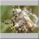Argiope bruennichi - Wespenspinne 10.jpg